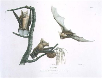 Rhinolophus Crumeniferus, en hesteskoflaggermus, fra Timor, plate 35 fra 