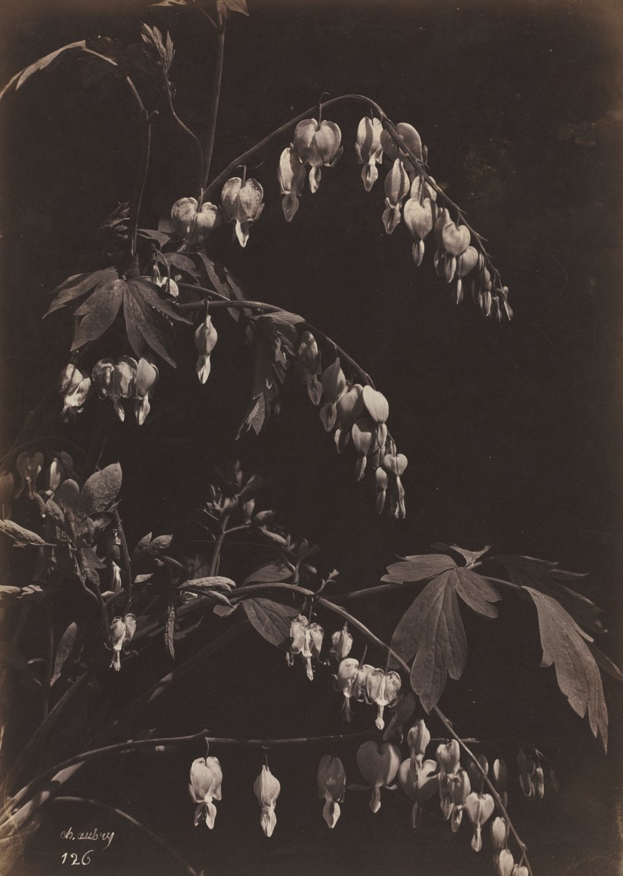 Floral Still Life (Blødende hjerter) av Charles Aubry