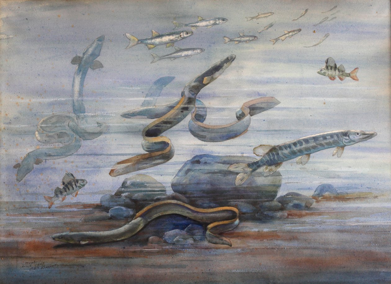 Havfisk, ca. 1907 (akvarell) av Charles Bernier