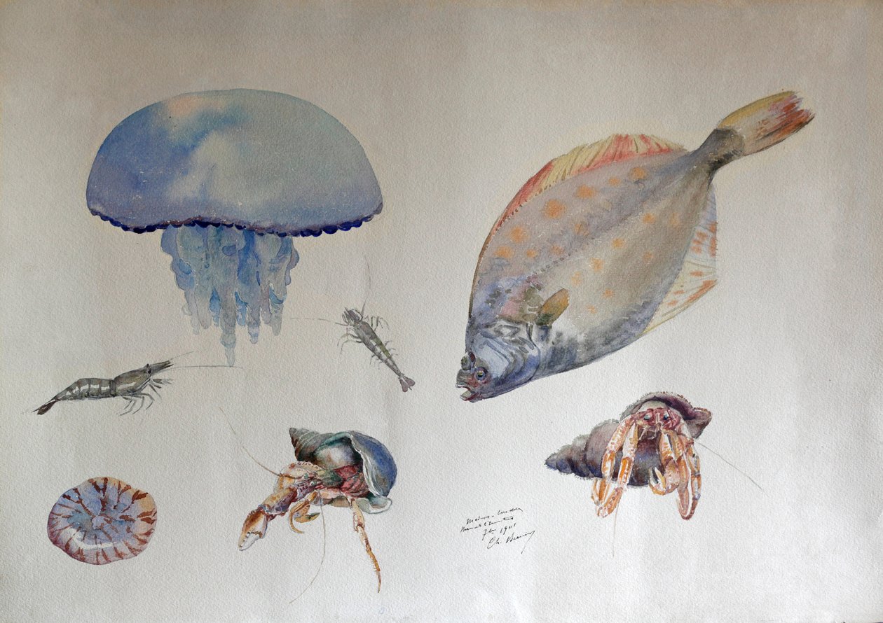 Akvarell med maneter, ca. 1901 (akvarell) av Charles Bernier
