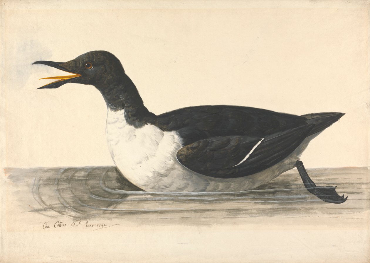 Til Guillemot, juni 1742 av Charles Collins