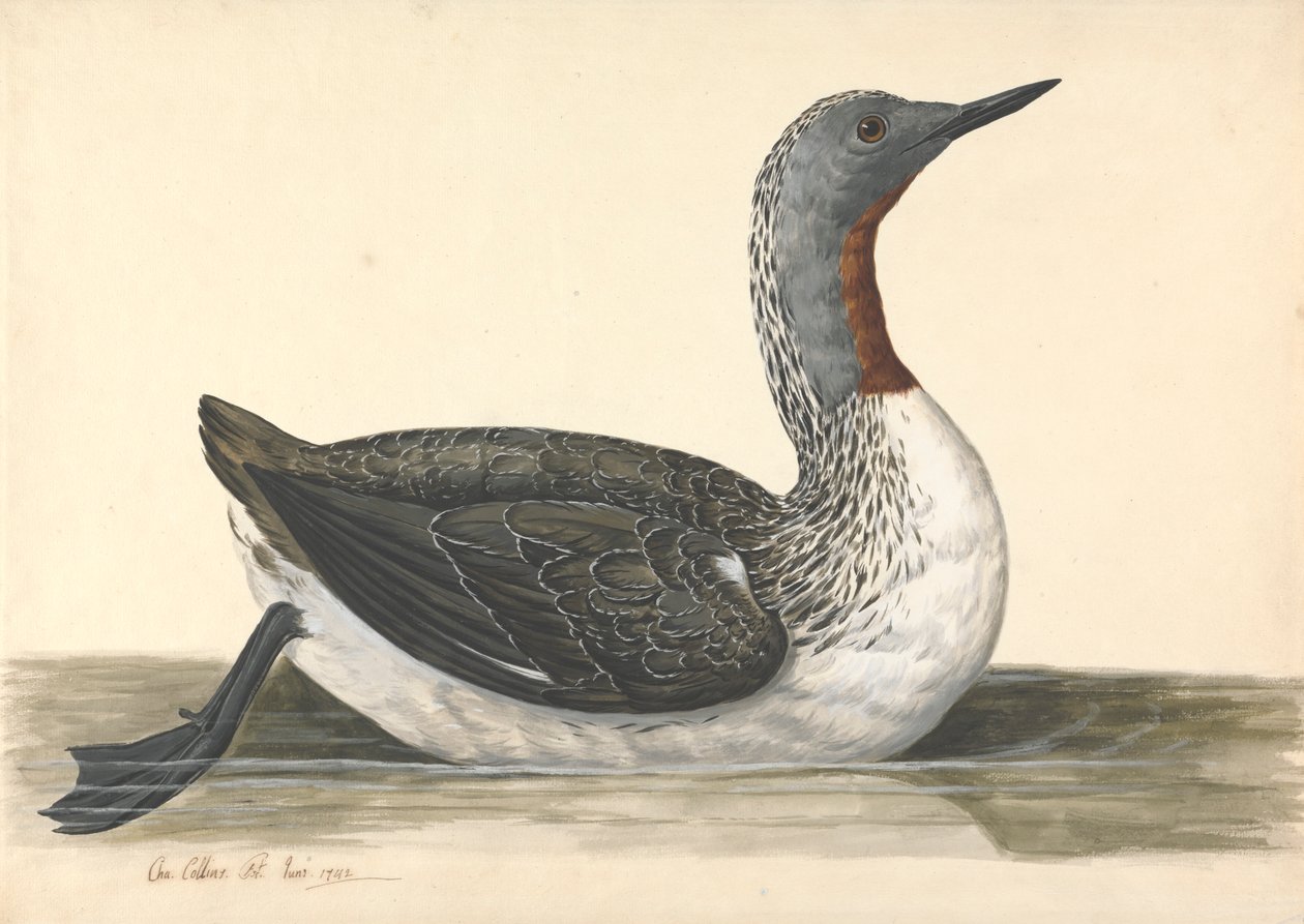 En dykker med rød hals, juni 1742 av Charles Collins