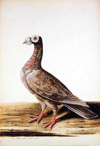 En skoghøne, høne av Charles Collins