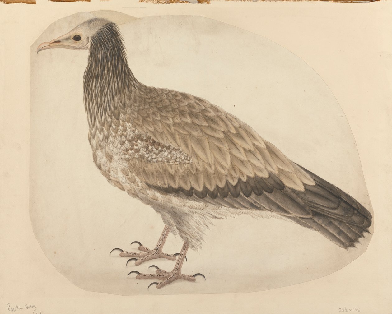 egyptisk gribb av Charles Collins