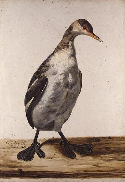 The Greater Loon (akvarell på papir) av Charles Collins