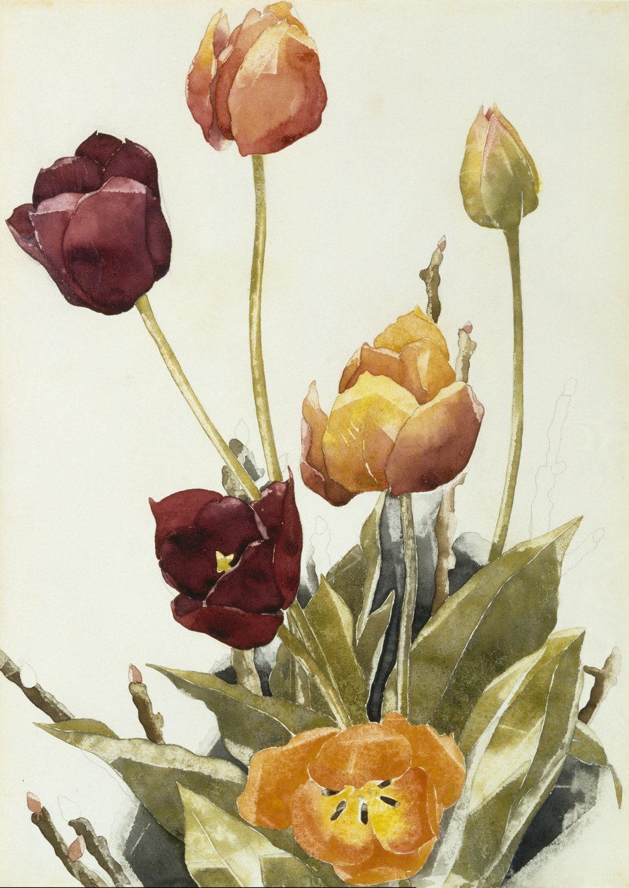 Tulipaner, 1933 (akvarell og grafitt på papir) av Charles Demuth