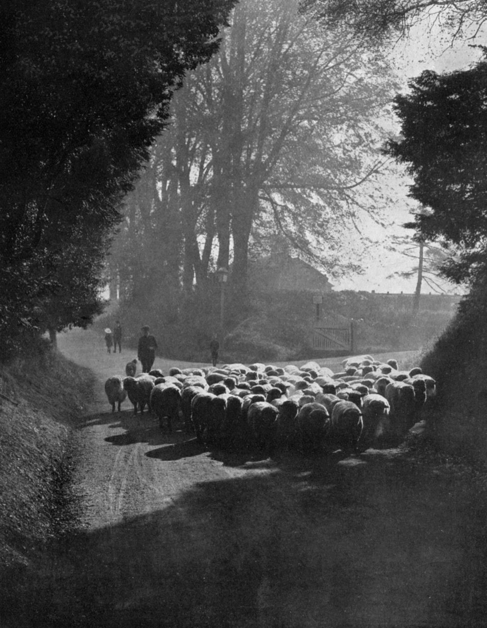 Sau på vei til Wilton Sheep Fair, Wilton, Wiltshire, 1924-1926 av Charles E. Brown