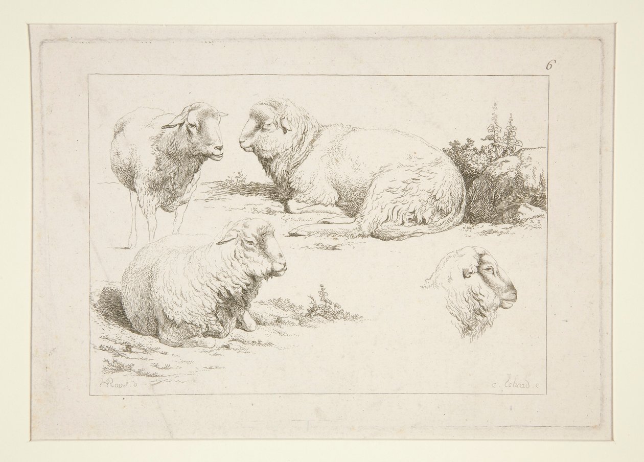 Studie av sauer av Charles Echard