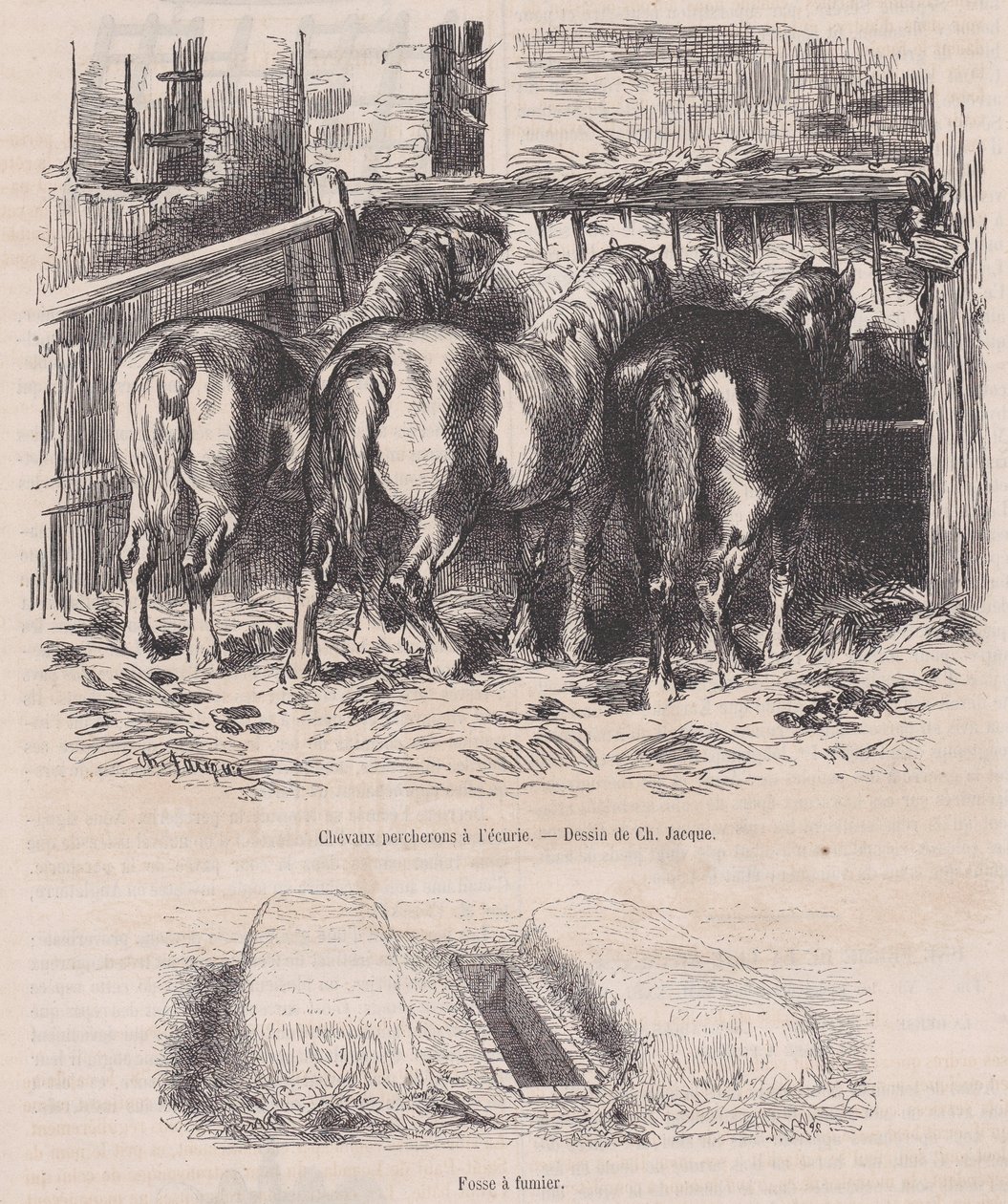 Percheron-hester i stallen, Gjødselgrav, fra Magasin Pittoresque, ca. 1852., ca. 1852. av Charles Emile Jacque