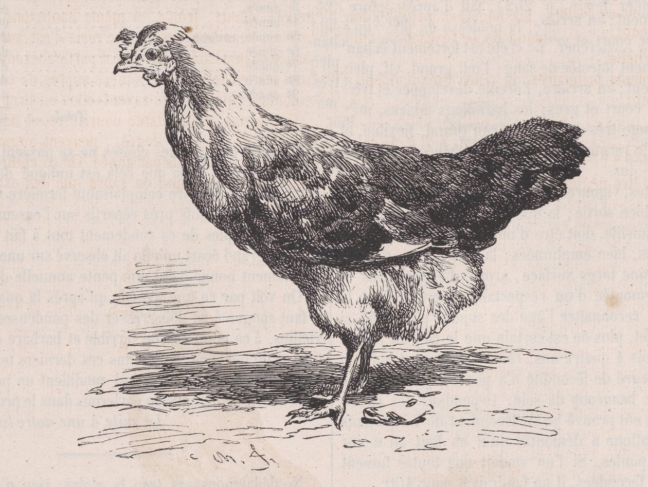 Vanlig fransk høne, dårlig lag., fra Magasin Pittoresque, ca. 1852. av Charles Emile Jacque