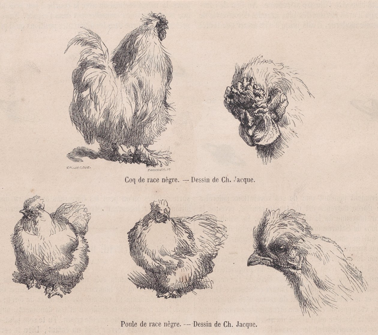 Silkie Cockerel og Silkie Hen, fra Le Magasin Pittoresque, september 1861 av Charles Emile Jacque