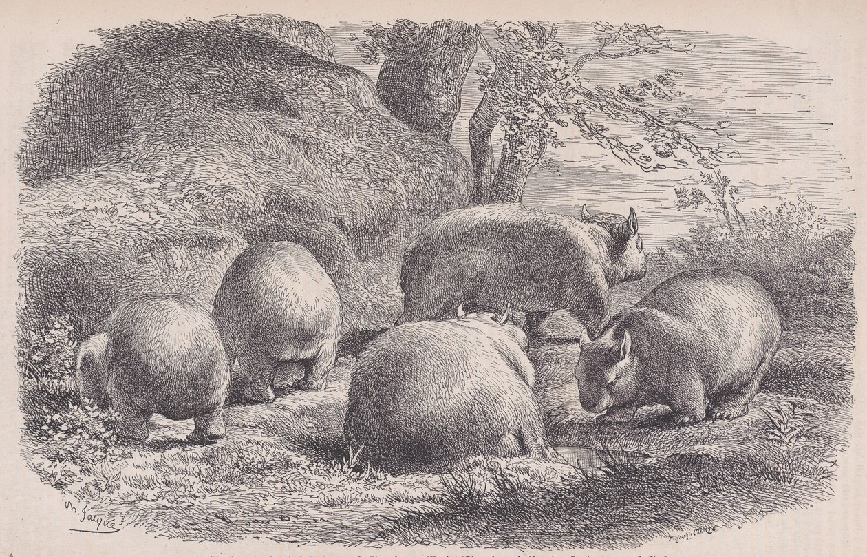 The Wombat, fra Le Magasin Pittoresque, ca. 1852. av Charles Emile Jacque