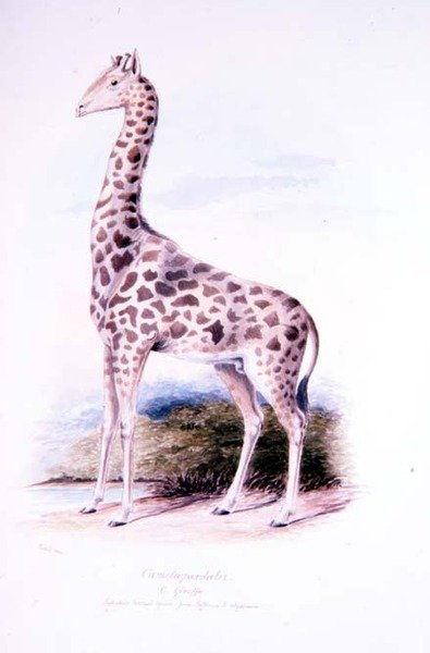 Giraffe av James Edwin Edward Dawe, illustrasjon til The Ruminantia Vol. jeg (akvarell) av Charles Hamilton (after) Smith