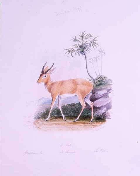 Kob av James Edwin Edward Dawe, fra 