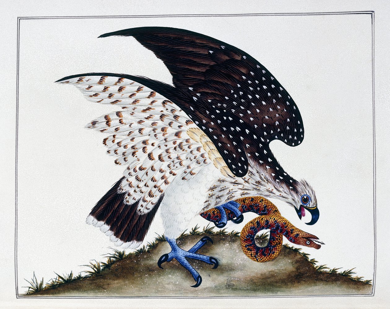 Rovfugl med slange, 1808-21 av Charles Hayes