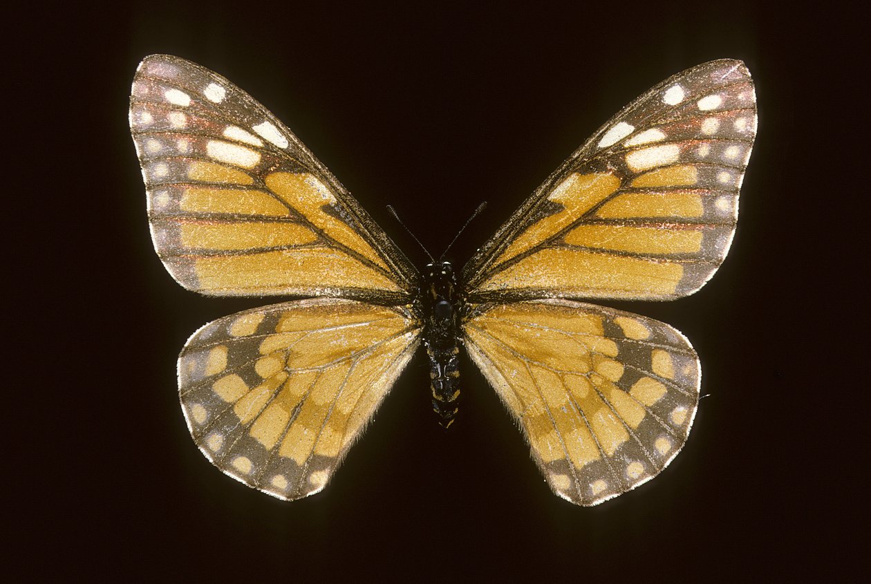 Baronia brevicornis av Augustus Kollner