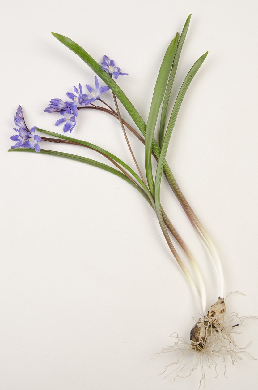 Botanisk tavle/Chionodoxa forbesii/Chionodoxa luciliae/Glory of the Snow av Augustus Kollner