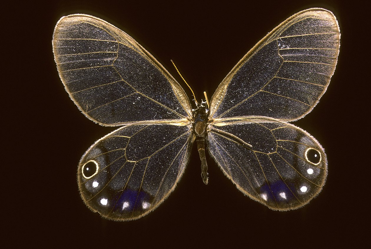 Cithaerias esmeralda/Esmeralda av Augustus Kollner