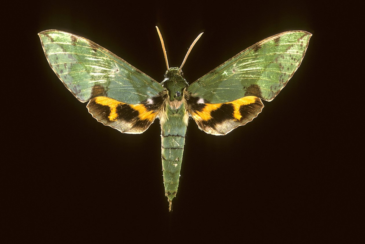 Euchloron megaera/Sphinx grønn av Augustus Kollner