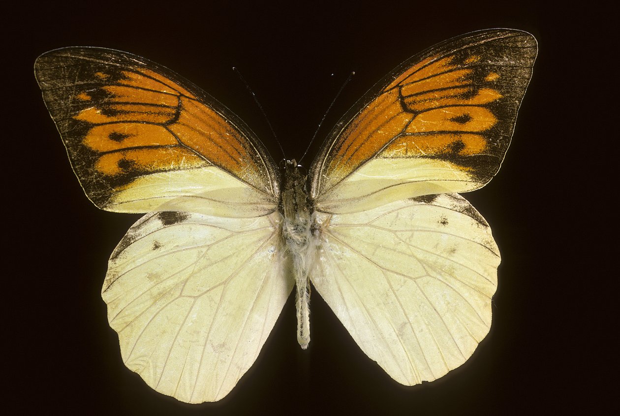 Hebomoia leukippe sulfurea av Augustus Kollner