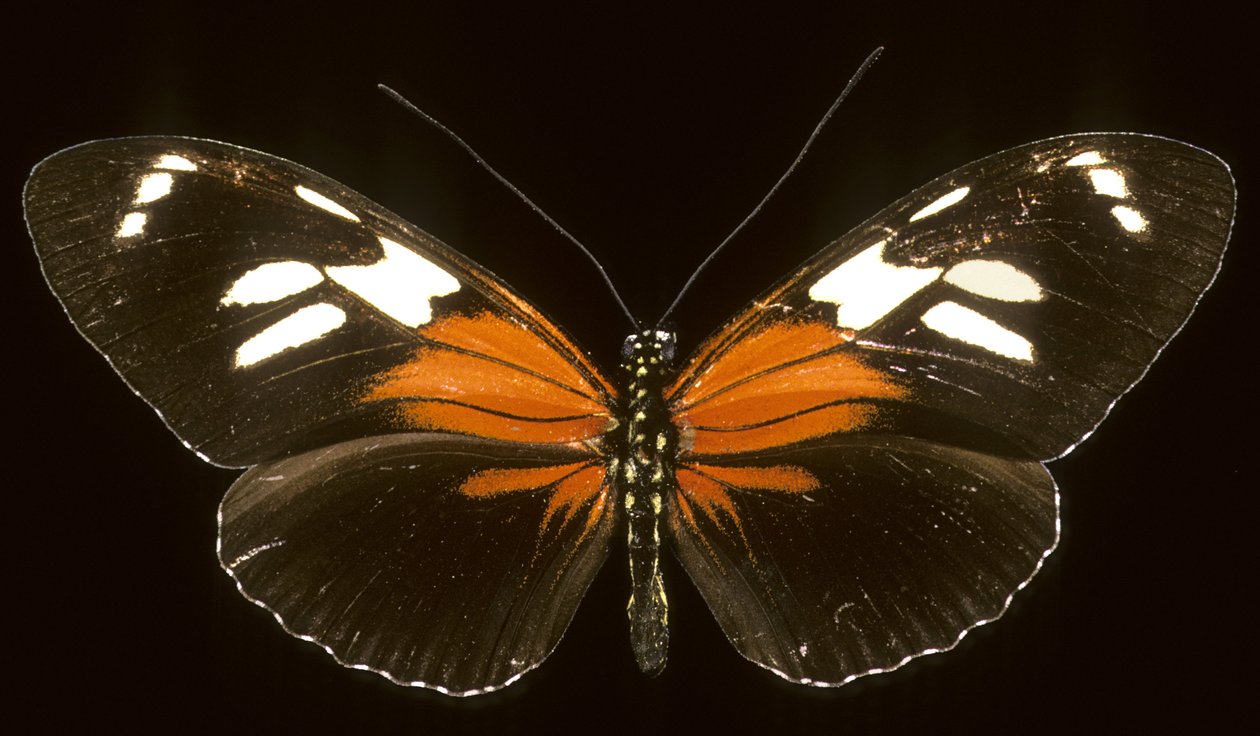 Heliconius burneyi catherina/Heliconie av Augustus Kollner