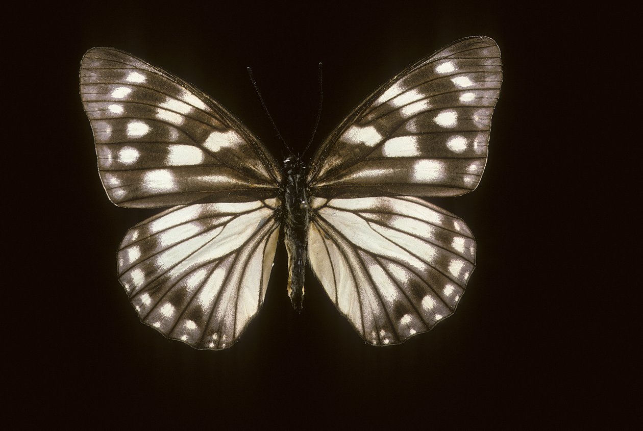Hestina japonica av Augustus Kollner