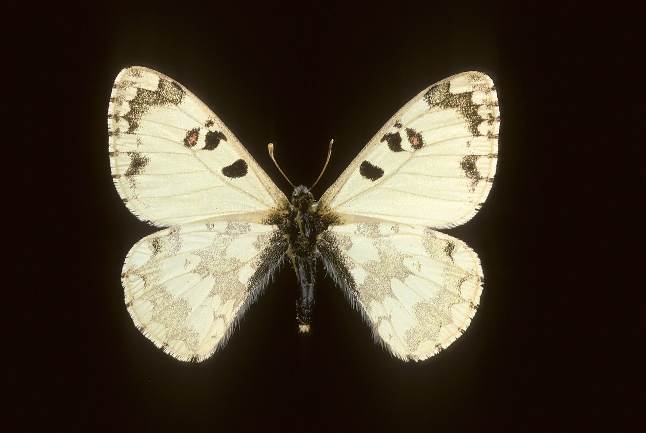 Hypermnestra helios av Augustus Kollner