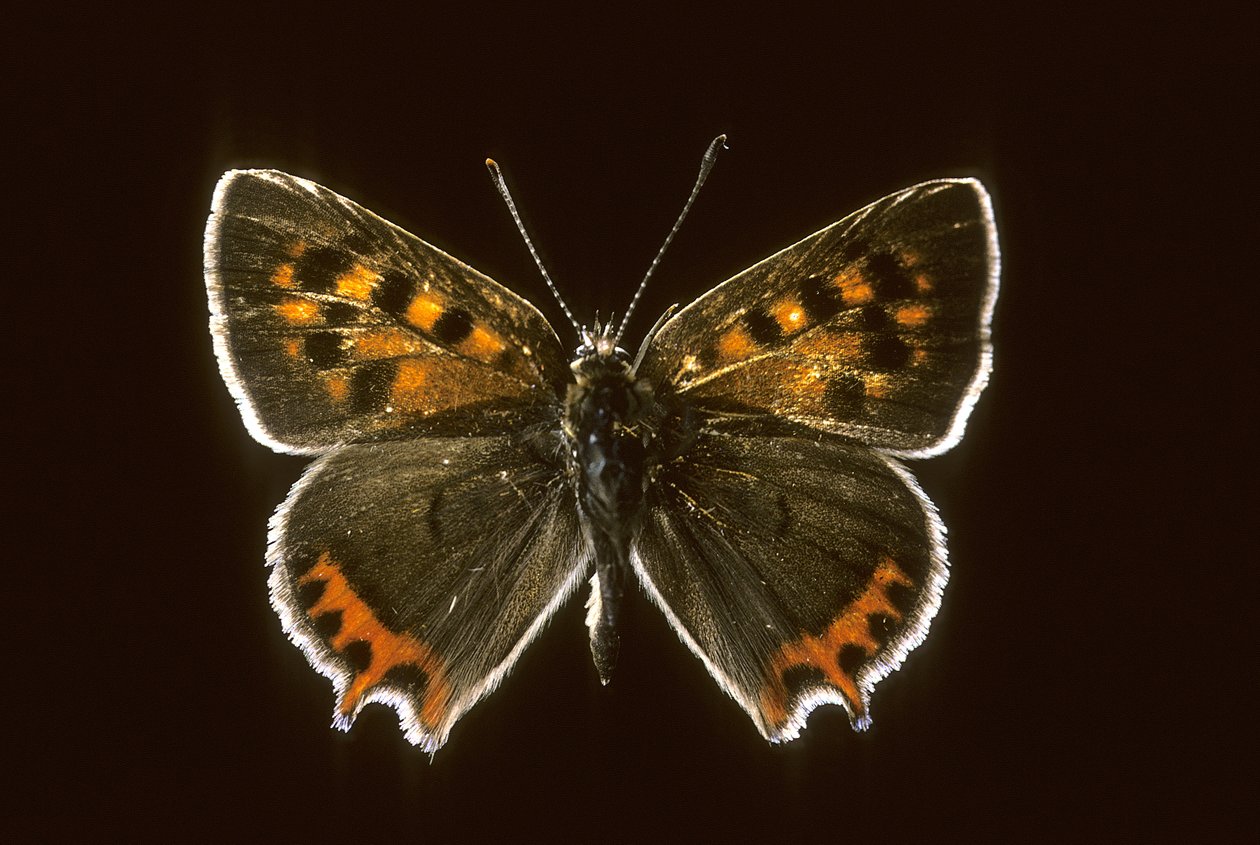 Lycaena phlaeas/Common Copper av Augustus Kollner