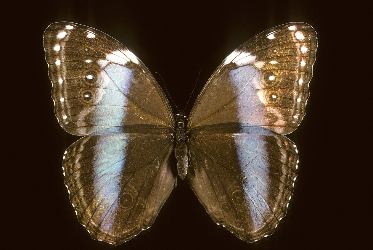 Morpho achilles/kvinne av Augustus Kollner