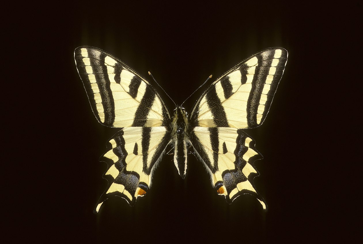 Papilio alexanor/Alexanor av Augustus Kollner