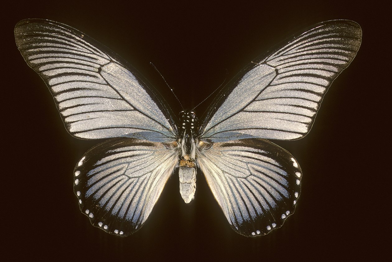Papilio zalmoxis/Seilbåt blå av Augustus Kollner