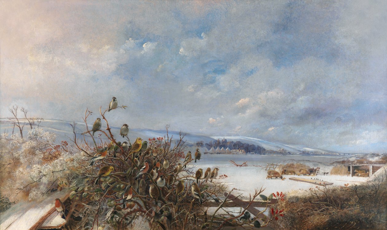 Fugler av en fjær av Charles Henry Clifford Baldwyn