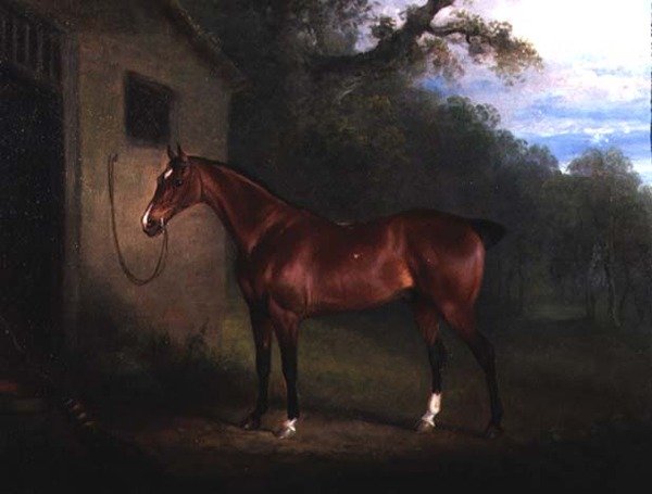 Portrett av en Bay Hunter bundet til en stall av Charles Henry Schwanfelder