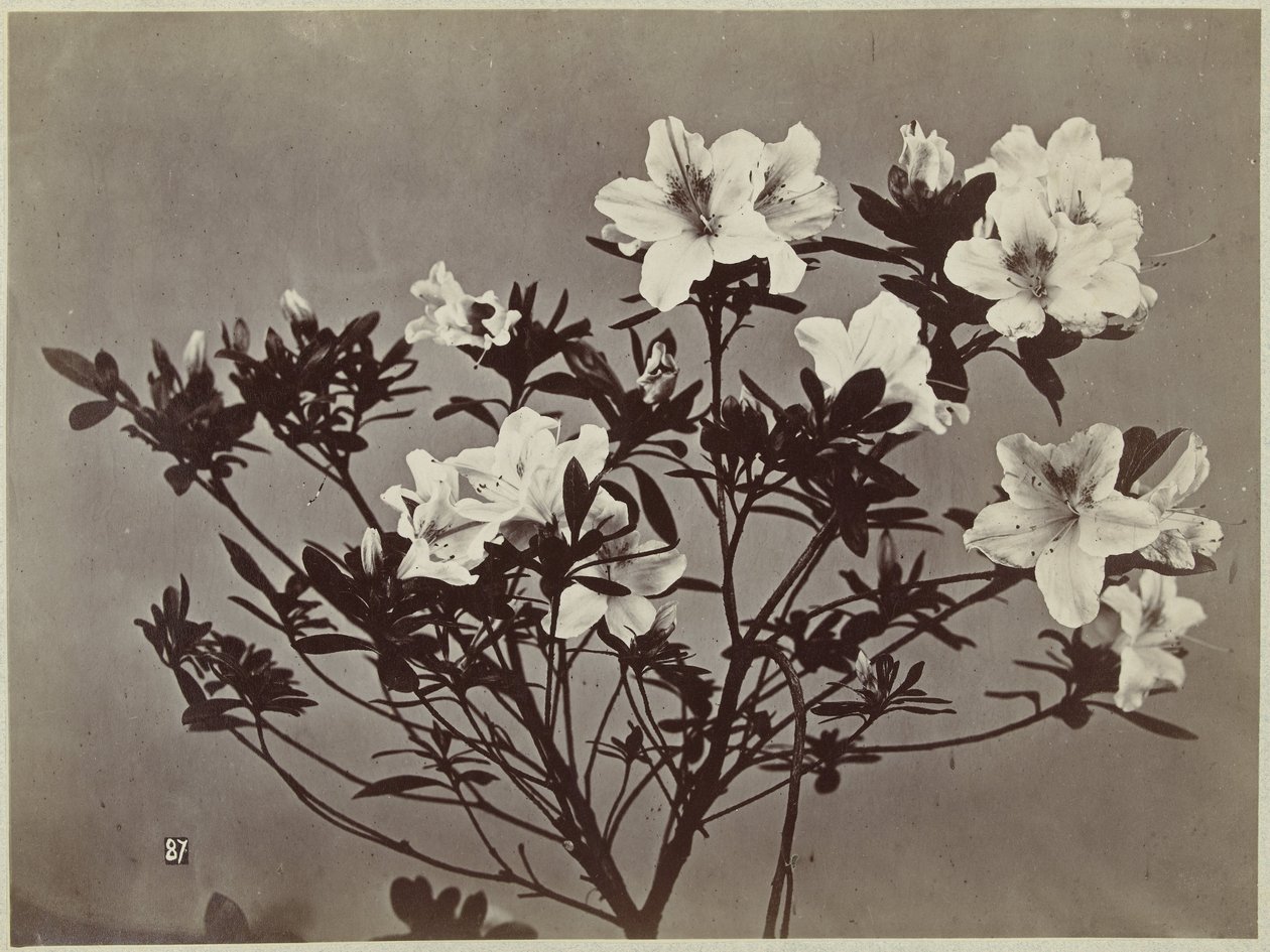 Blomsterstilleben med liljer av Charles Hippolyte Aubry