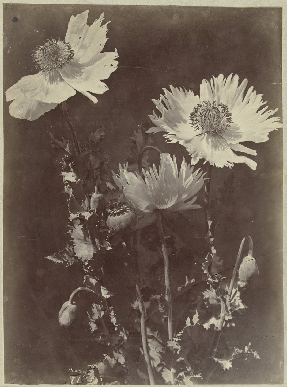 Blomsterstilleben med valmuer av Charles Hippolyte Aubry