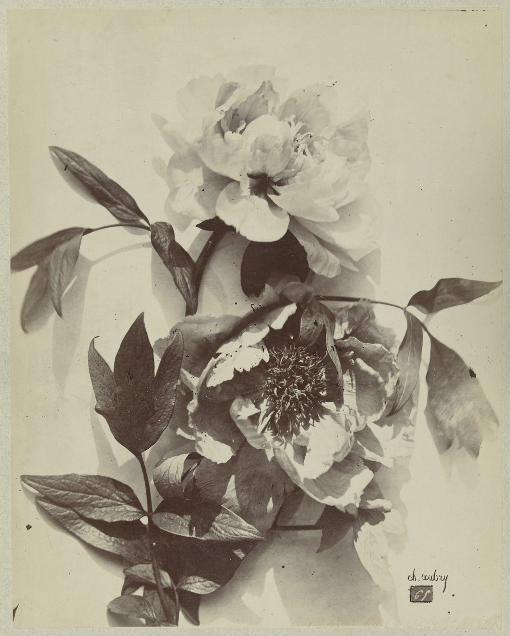 Blomsterstilleben med peoner av Charles Hippolyte Aubry