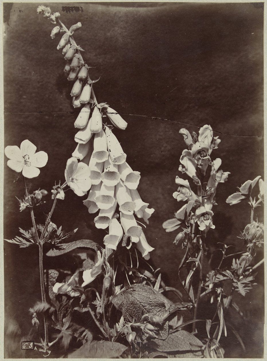 Blomsterstilleben med revebjelle av Charles Hippolyte Aubry