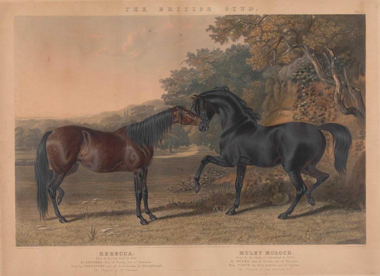 Der britische Zuchtpferd: Pl. 5. "Rebecca" gezüchtet von R. Cock, Esqr. im Jahr 1831; "Muley Moloch" gezüchtet vom Herzog von Cleveland im Jahr 1830 av Charles Hunt