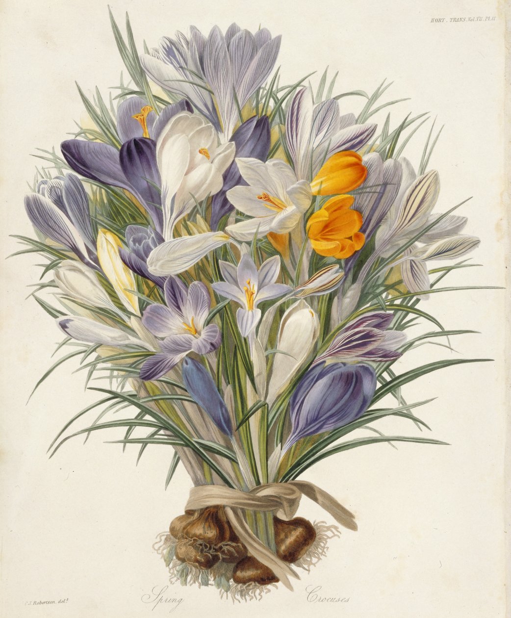 Spring Crocuses, plate fra Transactions of the Horticultural Society, London, bind VII, 1830 (håndfarget gravering) av Charles John Robertson