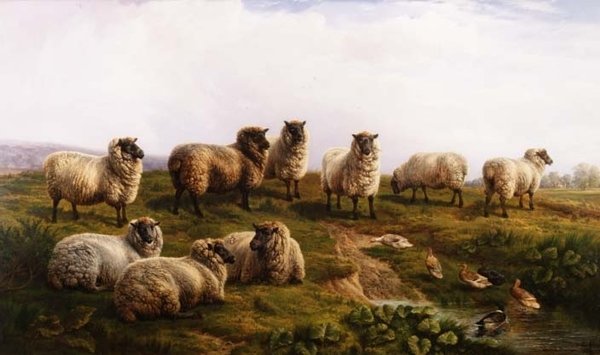 Welsh Black-faced Sau av Charles Jones