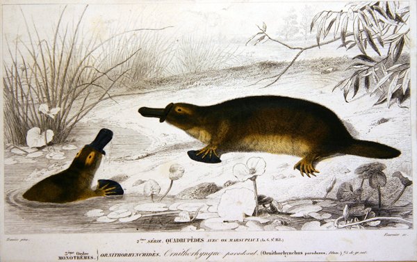 Platypi, illustrasjon fra 