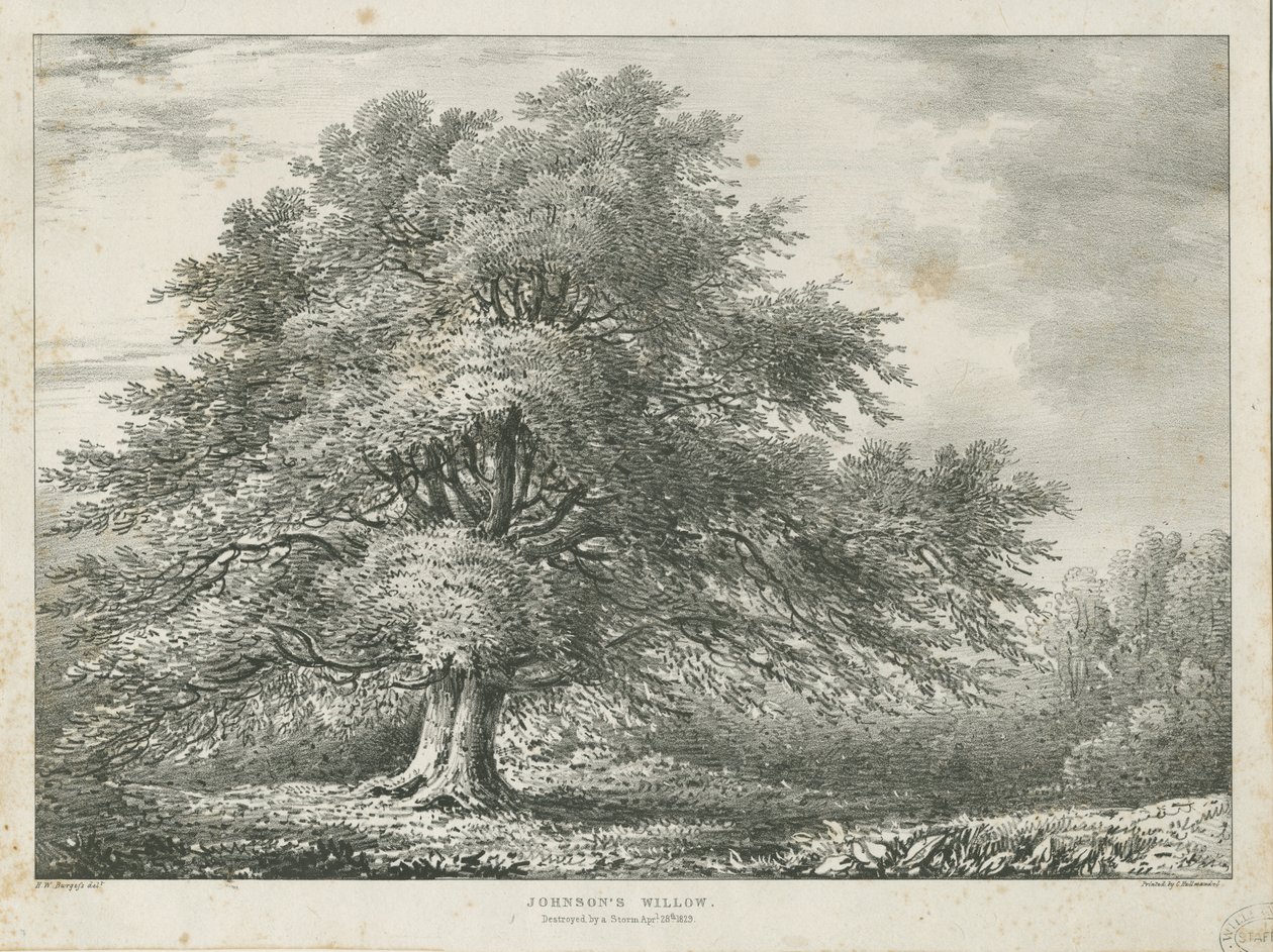 Lichfield - ["Dr. Johnson"s"] Willow Tree: litografi, nd [1789-1850] av Charles Joseph Hullmandel