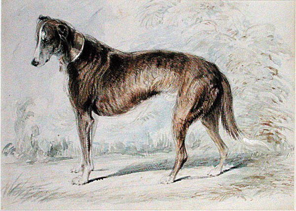 Lurcher (akvarell og kroppsfarge og blyant på tonet papir) av Charles Landseer