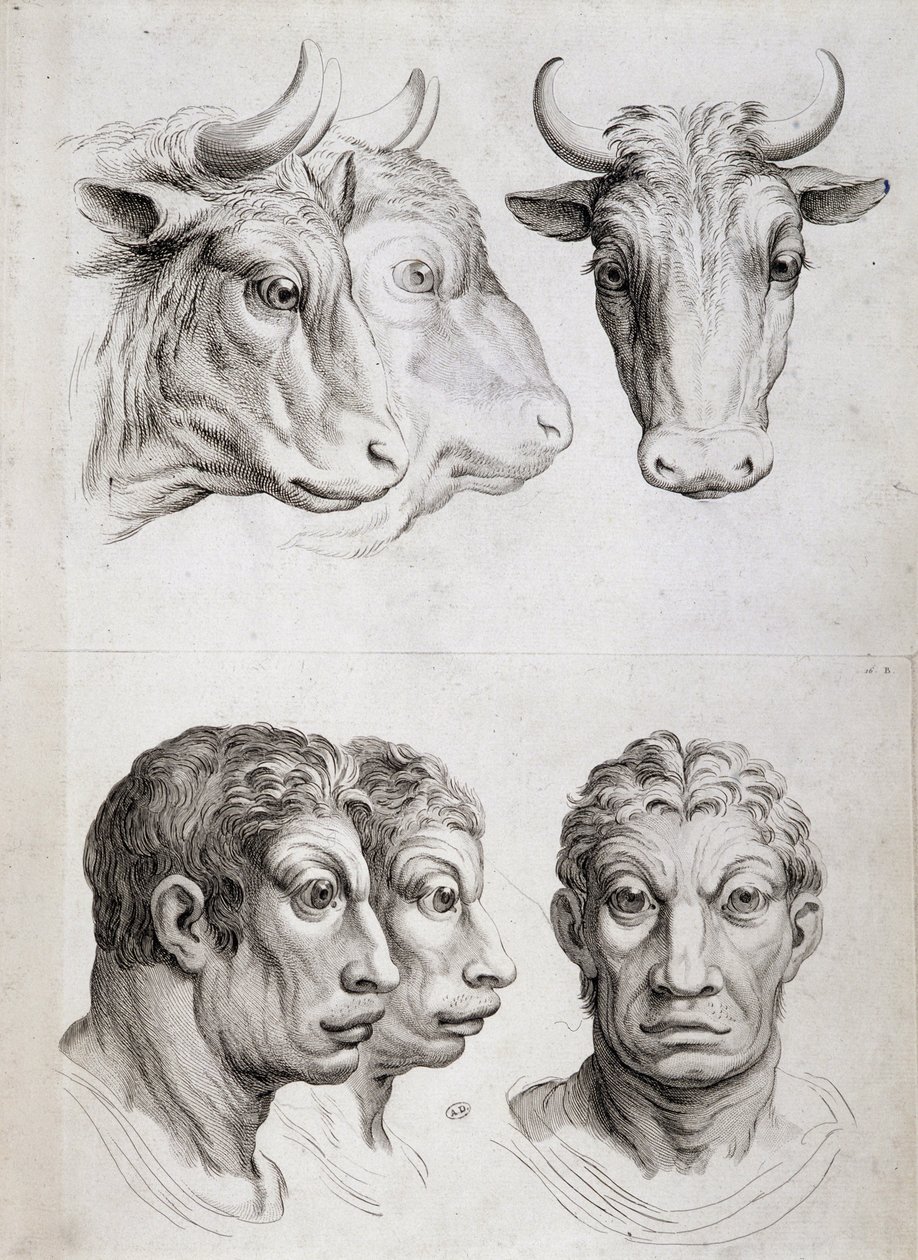 Menn/storfe-sammenlikning av Charles Le Brun