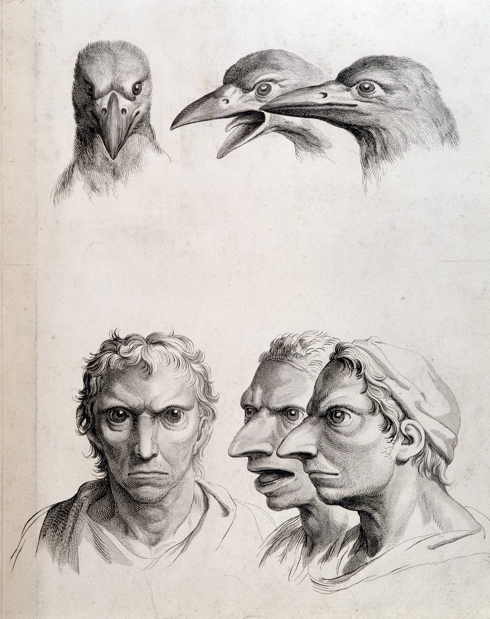 Profiler av fugl og "menneskefugl (menneskefugl)" - av Lebrun, i "" Behandlinger av menneskets fysiognomi sammenlignet med dyrs"" av Charles Le Brun
