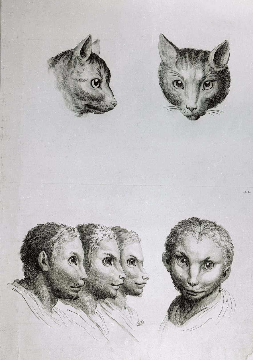 Likheter mellom hodet til en katt og en mann, fra 