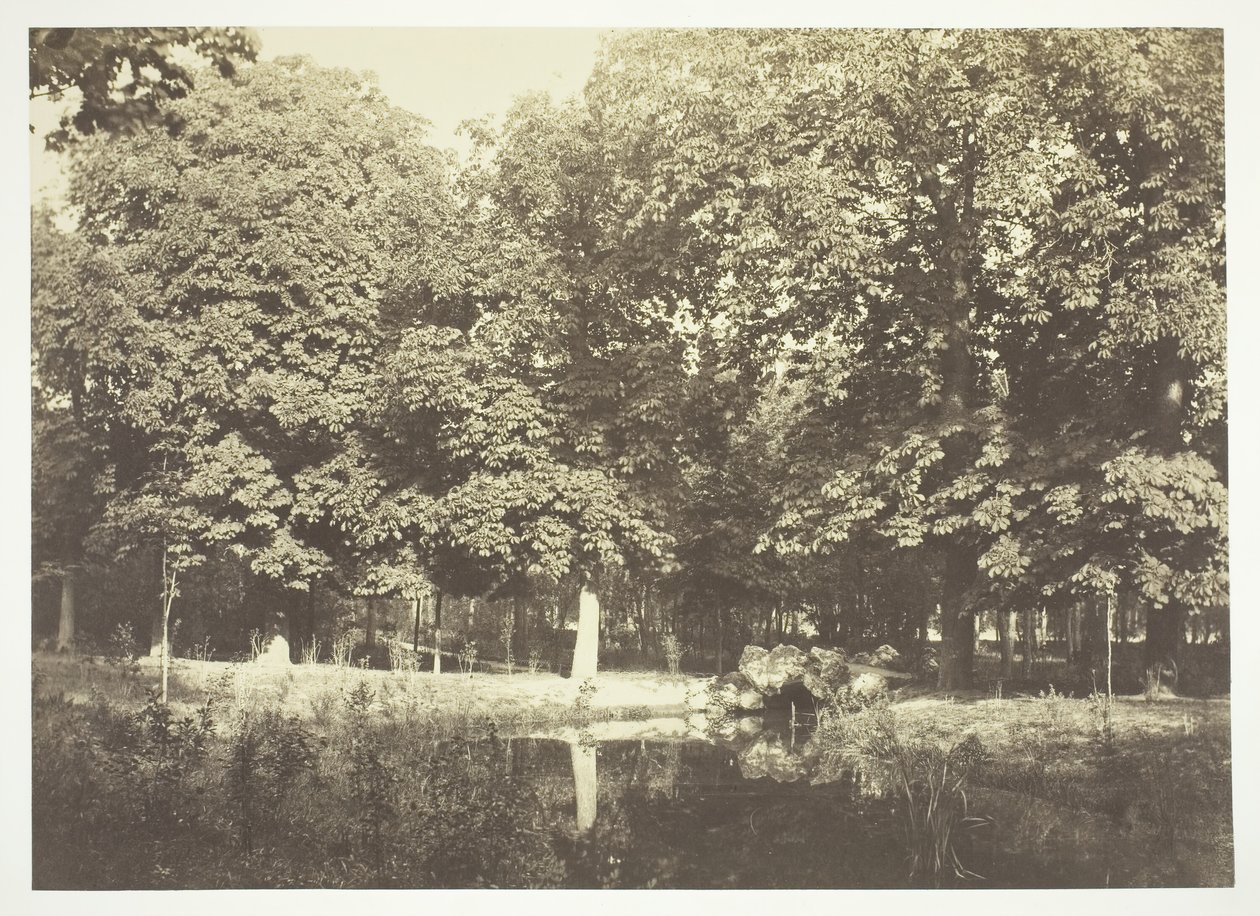Uten tittel, c. 1850. [Trær nær vann i Bois de Boulogne, en park i Paris]. av Charles Marville