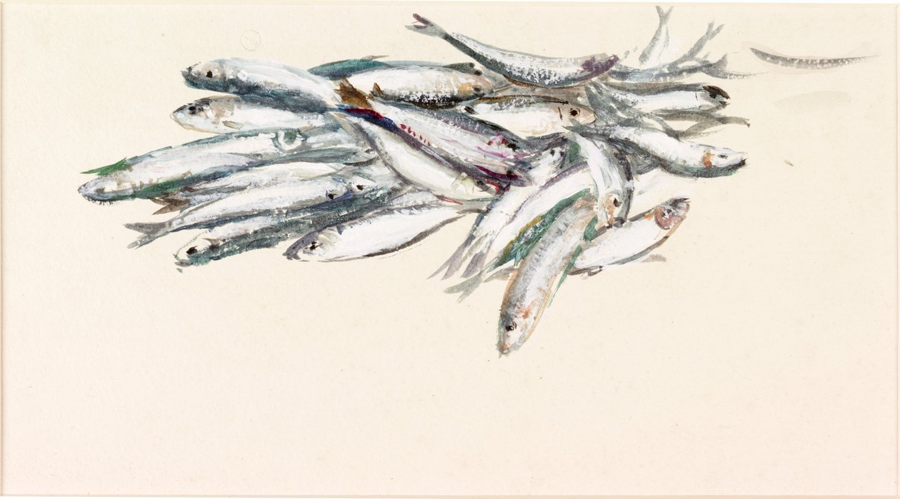 Studie av fisk (kroppsfarge og akvarell på papir) av Charles Napier Hemy
