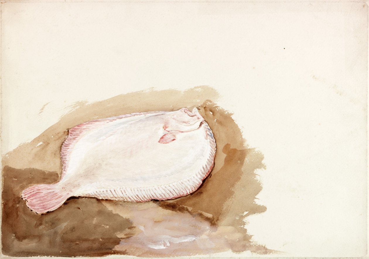 Studie av en flat fisk (kroppsfarge) av Charles Napier Hemy