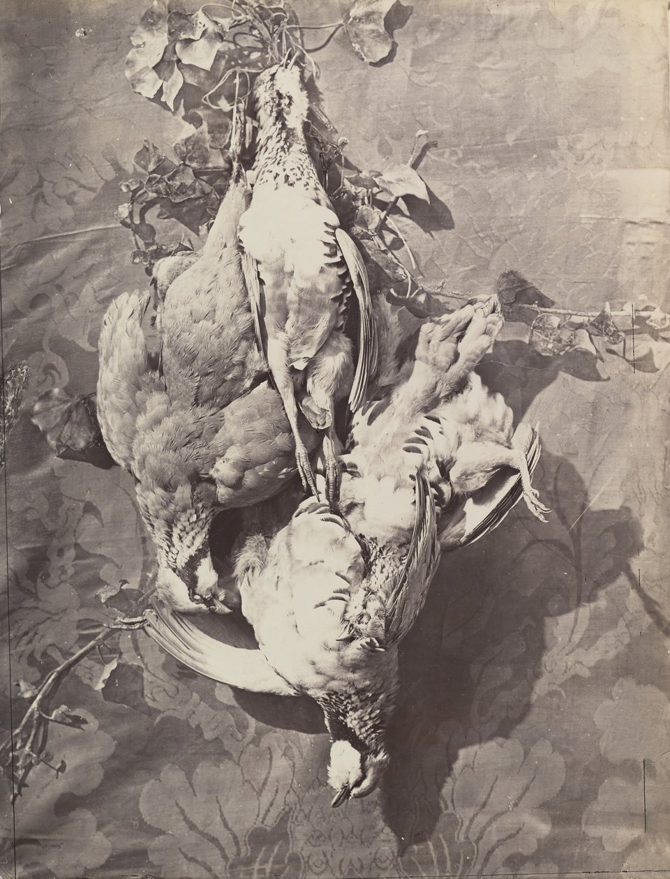 [Still Life with Game Birds], 1859. av Charles Nègre